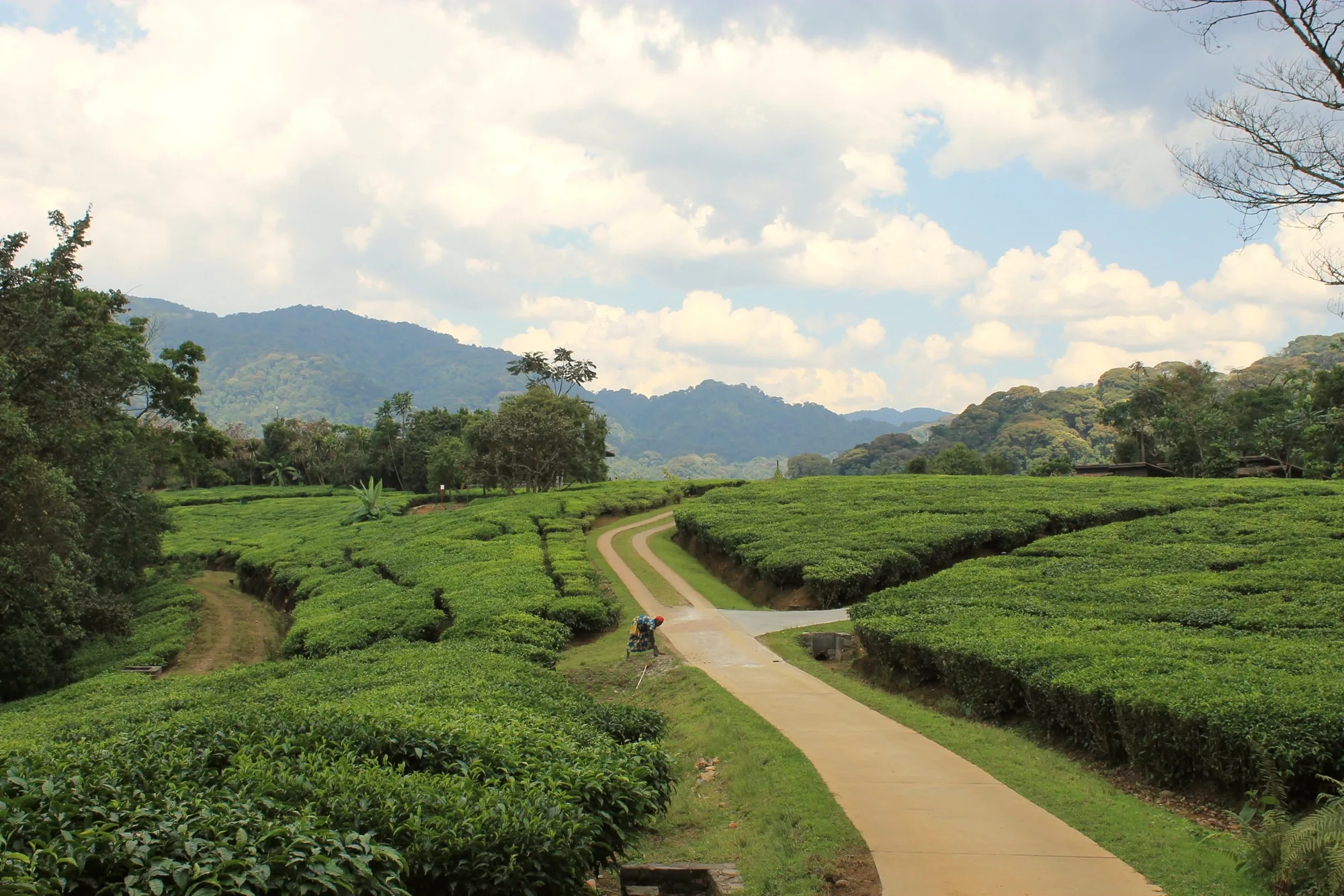 Tea fields and green hills in rural Rwanda