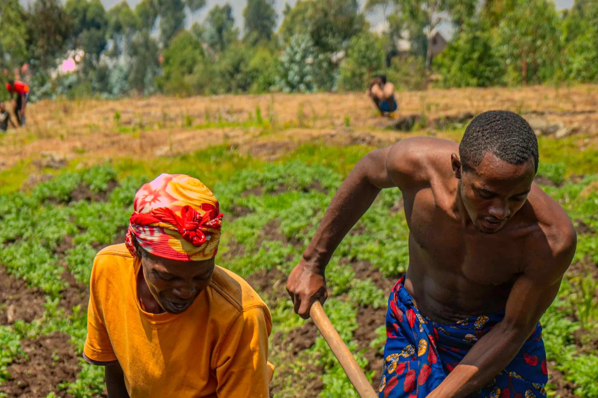 Two farmers working together in a green field