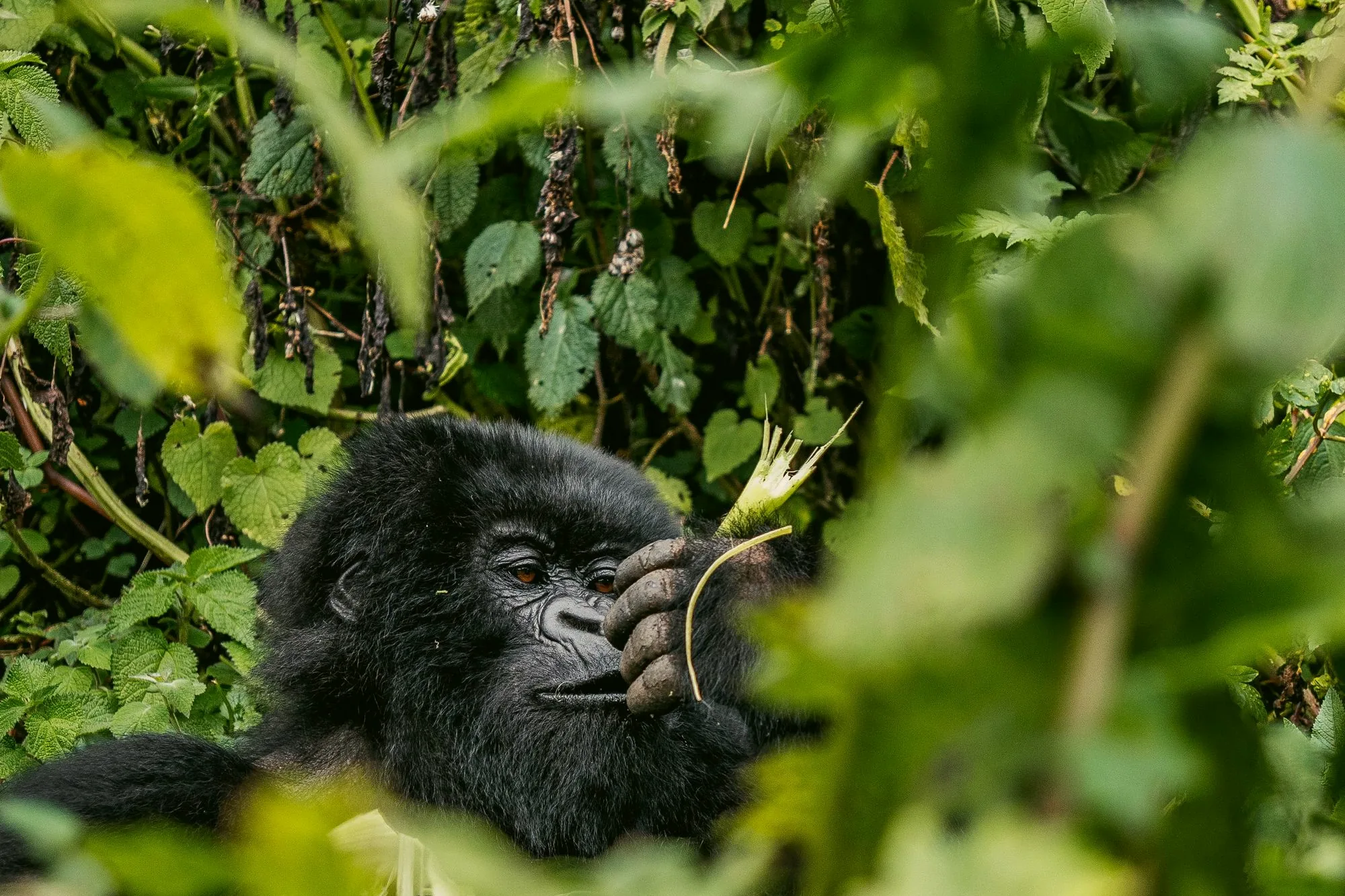 Mountain gorilla among green forest foliage